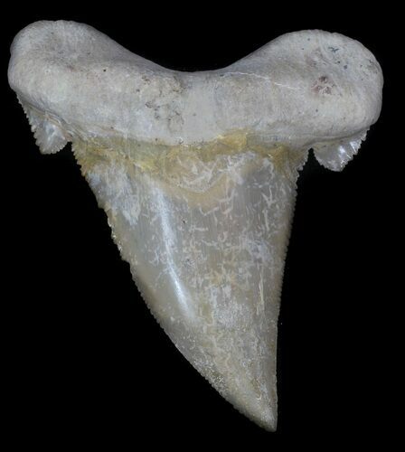 Serrated Auriculatus Shark Tooth - Dakhla, Morocco #35856